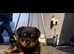 Rottweiler puppy