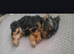 Puppy for sale