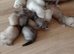 16 Baby ferrets