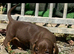 Mini dachshund puppies for sale PR clear