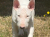 Ready to go go (male) bull terrier
