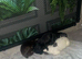SPROCKER SPANIEL PUPPIES READY TO GO