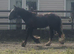 Yearling filly to make 14.2