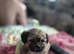 Shih tzu cross chihuahua
