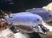 Malawi cichlids