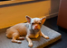The sweetest, gentlest little Frenchie cross girl pink tan the perfect companion Needs a home.