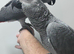 Stunning super tame baby hand reared african greys