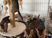 Bengal Kittens Available