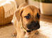 DDB CROSS CANE CORSO