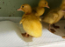 Days old runner duck ducklings