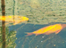 Pond fish orfes