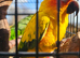 Blue crown and sun conure, also green cheeks