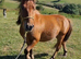 Sweet Dartmoor Hill Pony Gelding