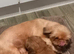 Imperial shih tzu puppies