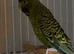 Blackface male splite balckwing