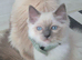 RAGDOLL KITTEN BOY