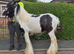 Black& white cob colt