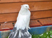 2x Indian fantail hen