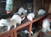 For sale 5 baby ferrets
