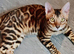 Beautiful Bengal kitten
