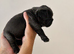 Pati's Prestige Pups- KC registered French Bulldog puppies