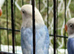 Lovebirds