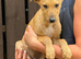 Chester needs a family
