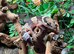 Normal het Oreo Fat Tailed Gecko at Birmingham Reptiles