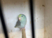 Parrotlets mixed colour like rainbow