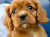 King Charles Cavalier puppies