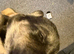Borador 1 male left.