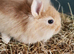 Lionhead baby rabbits