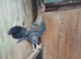 Cockerels 4mth old. Free. Cream legbar.