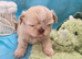 Kc reg Stunning small babies boys/girl