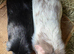 Two Boars Looking for New Home