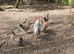 Cream Crested Legbar Chicks