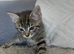 2 kittens left boy and girl