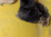 Silkie chicks day old