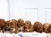 Miniature F1 labradoodle