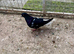Afghan pigeon