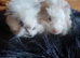 Skinny pigs and hairy boys and girls