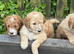 3 boys1 girl, golden doodles , stunning pups , all raised in a family home ! Really worth coming to see them