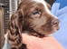 SPROCKER (ENGLISH SPRINGER X COCKER SPANIEL) PUPS