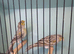 New Colour Canaries