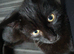 Urgent Beautiful Black Boy Looking for New Home