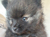 Teacup baby Pom for sale