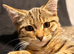 Sweet kittens are looking for a home and a loving family.