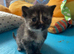British long haired X Persian kittens