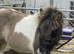 Gorgeous SPSBS reg filly