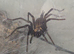 Looking for curtain web spiders or any true spiders potentially and Ephebopus